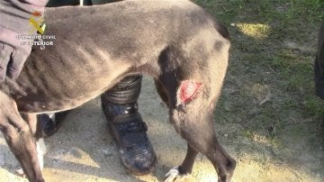 Perro rescatado de una perrera ilegal en Chiclana