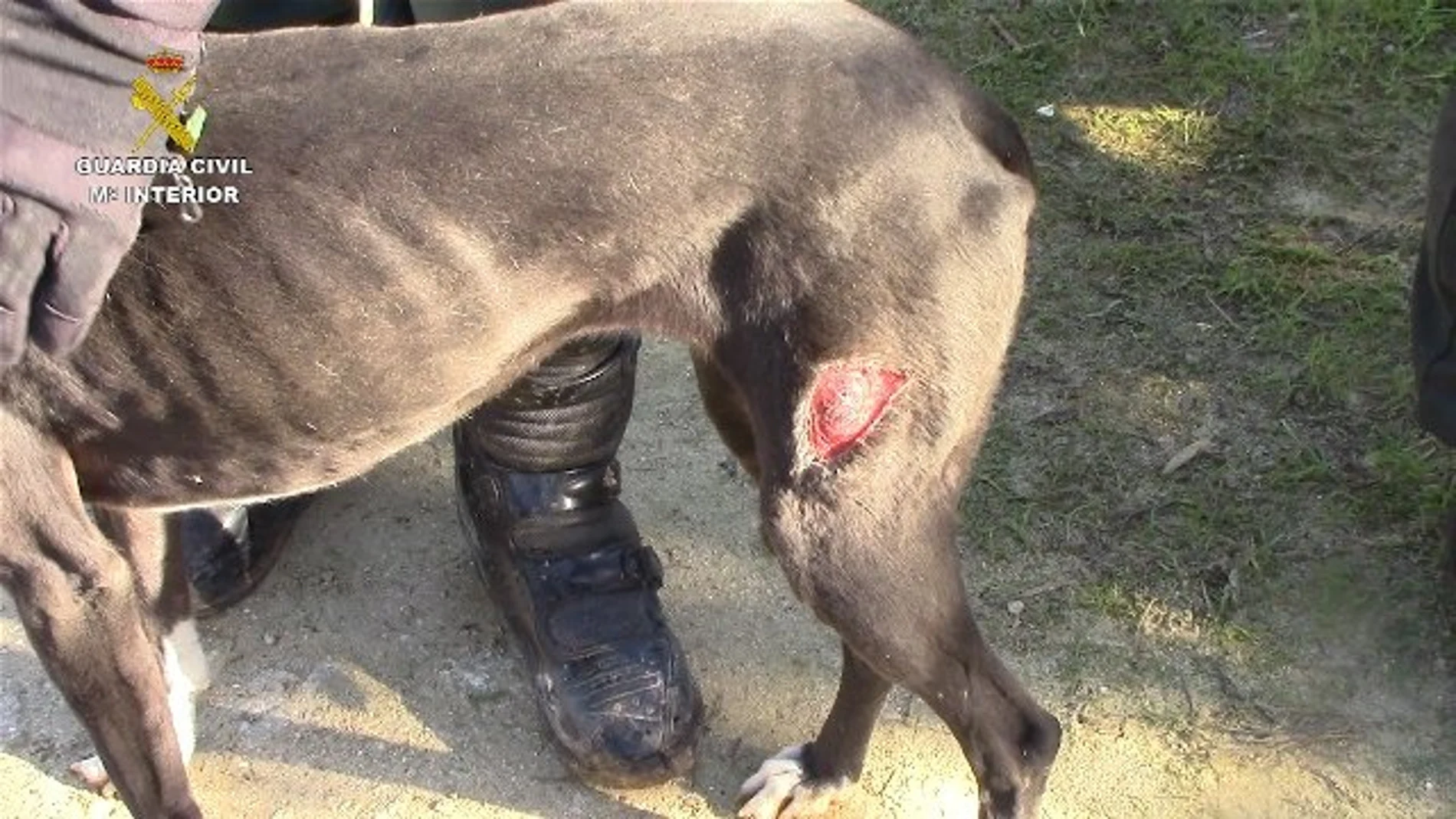 Perro rescatado de una perrera ilegal en Chiclana Perro rescatado de una perrera ilegal en Chiclana