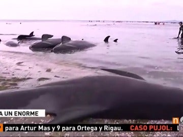 Frame 38.608888 de: Intentan salvar desesperadamente a decenas de ballenas varadas en Nueva Zelanda que están entre otras 300 ya muertas