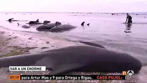 Frame 38.608888 de: Intentan salvar desesperadamente a decenas de ballenas varadas en Nueva Zelanda que están entre otras 300 ya muertas Frame 38.608888 de: Intentan salvar desesperadamente a decenas de ballenas varadas en Nueva Zelanda que están entre otras 300 ya muertas