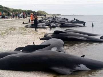 Más de 400 ballenas piloto encallaron en una zona arenosa conocida como Farewell Spit