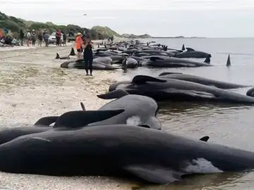 Más de 400 ballenas piloto encallaron en una zona arenosa conocida como Farewell Spit Más de 400 ballenas piloto encallaron en una zona arenosa conocida como Farewell Spit