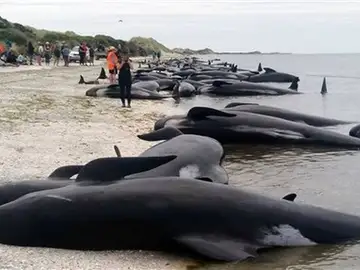Más de 400 ballenas piloto encallaron en una zona arenosa conocida como Farewell Spit Más de 400 ballenas piloto encallaron en una zona arenosa conocida como Farewell Spit