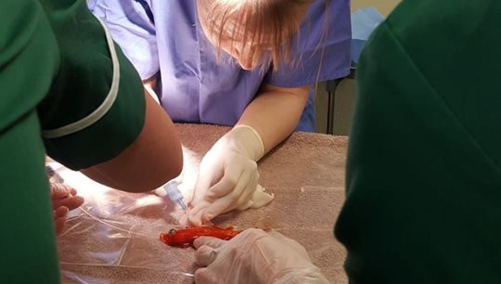 Bob, el pez que ha sobrevivido a la operación que le extirpaba el tumor