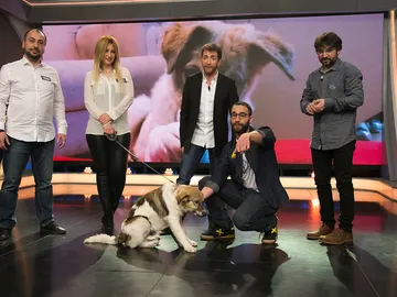Adopta a Pascal, el perro que fue rociado con pegamento y barro Adopta a Pascal, el perro que fue rociado con pegamento y barro