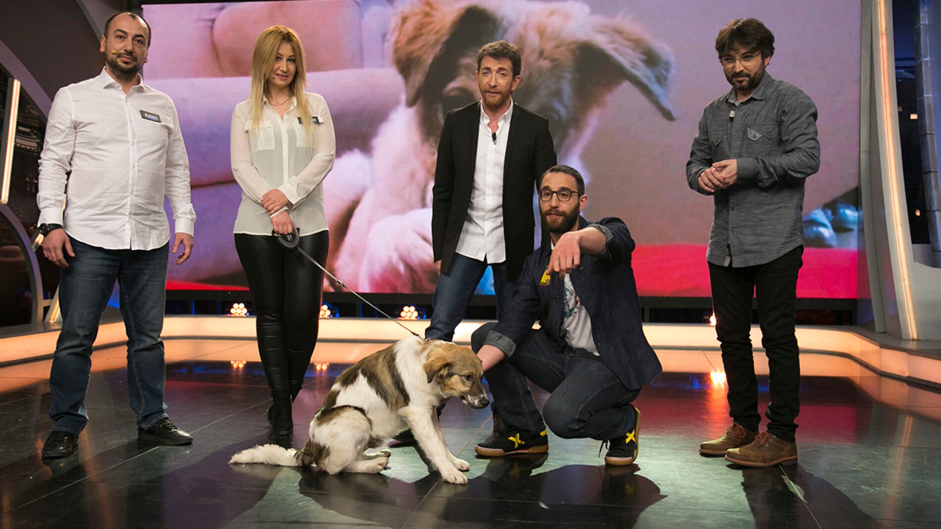 Adopta a Pascal, el perro que fue rociado con pegamento y barro