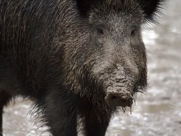 El Gobierno de CLM confirma un caso de triquinosis en Ciudad Real El Gobierno de CLM confirma un caso de triquinosis en Ciudad Real