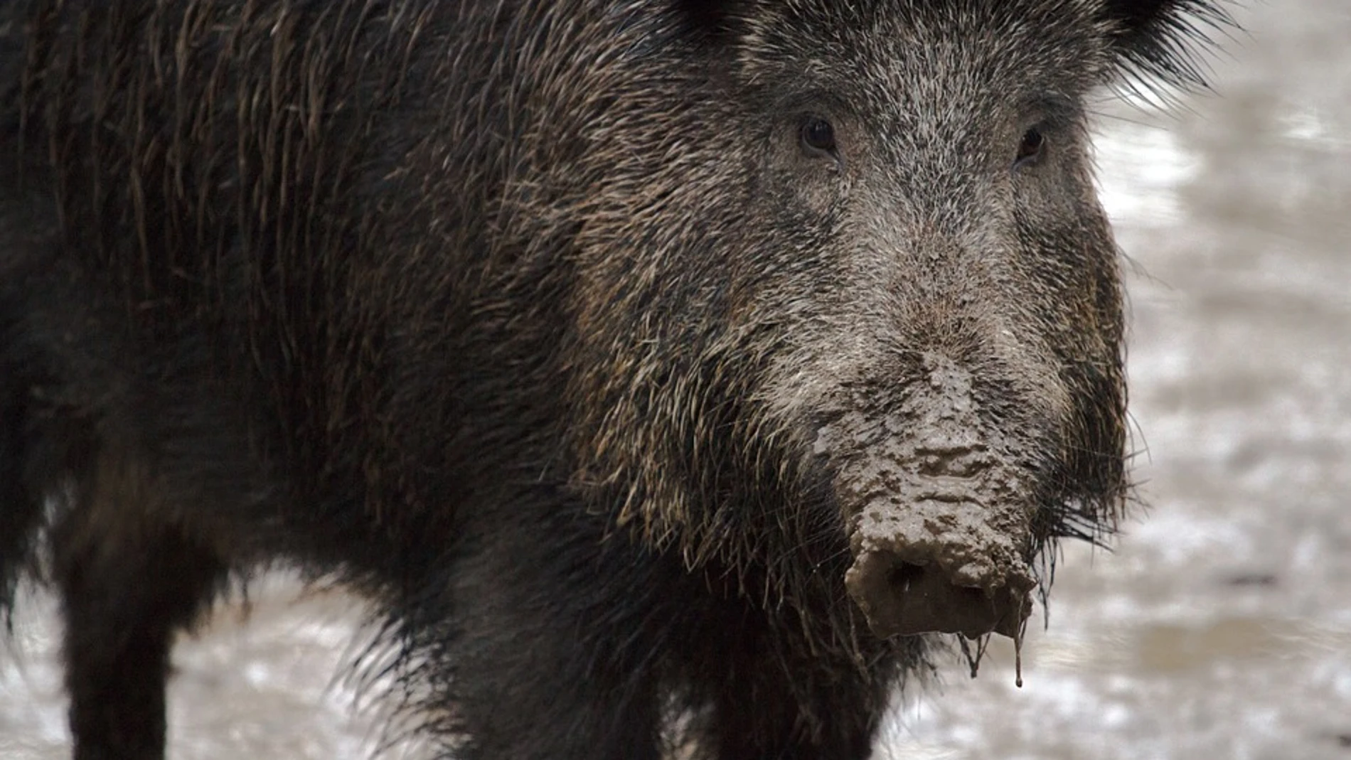 El Gobierno de CLM confirma un caso de triquinosis en Ciudad Real El Gobierno de CLM confirma un caso de triquinosis en Ciudad Real