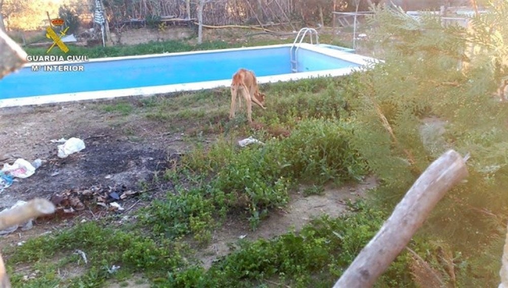 Uno de los galgos encontrados