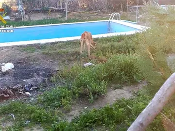 Uno de los galgos encontrados Uno de los galgos encontrados