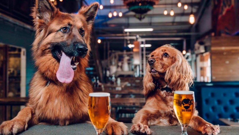 Dos perros en BrewDog