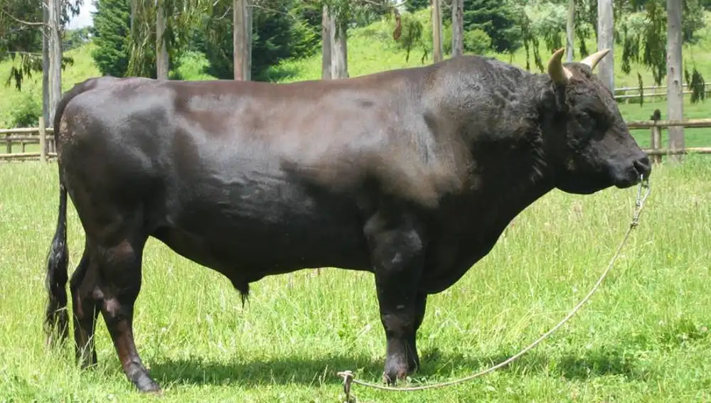 El señor wagyu, al que cuidan de primera. El señor wagyu, al que cuidan de primera.