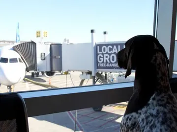 'El arca' del aeropuerto JFK 'El arca' del aeropuerto JFK