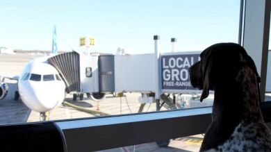  'El arca', una lujosa terminal del aeropuerto JFK de Nueva York para acoger a toda clase de animales 
