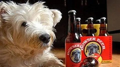 Mascota con una caja de cerveza para perros Mascota con una caja de cerveza para perros