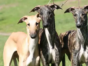Tres perros galgos Tres perros galgos
