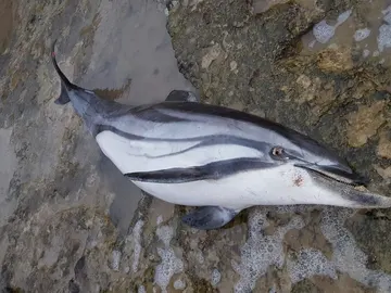 Delfín aparecido muerto en Torrevieja Delfín aparecido muerto en Torrevieja