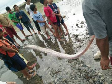 El último pez remo hallado en Filipinas