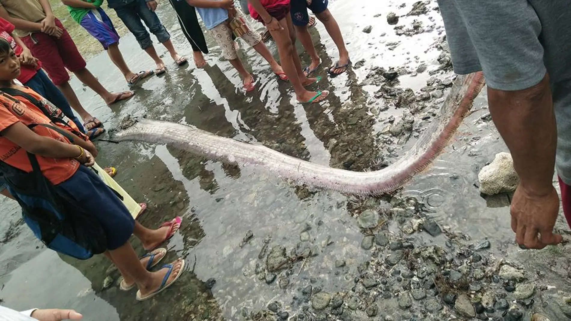 El último pez remo hallado en Filipinas El último pez remo hallado en Filipinas