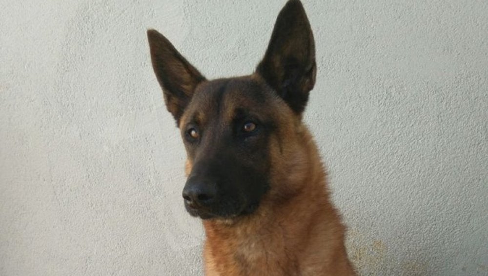 Django, el perro policía que ha encontrado la cocaína
