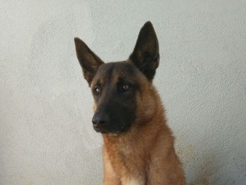 Django, el perro policía que ha encontrado la cocaína
