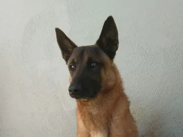 Django, el perro policía que ha encontrado la cocaína Django, el perro policía que ha encontrado la cocaína