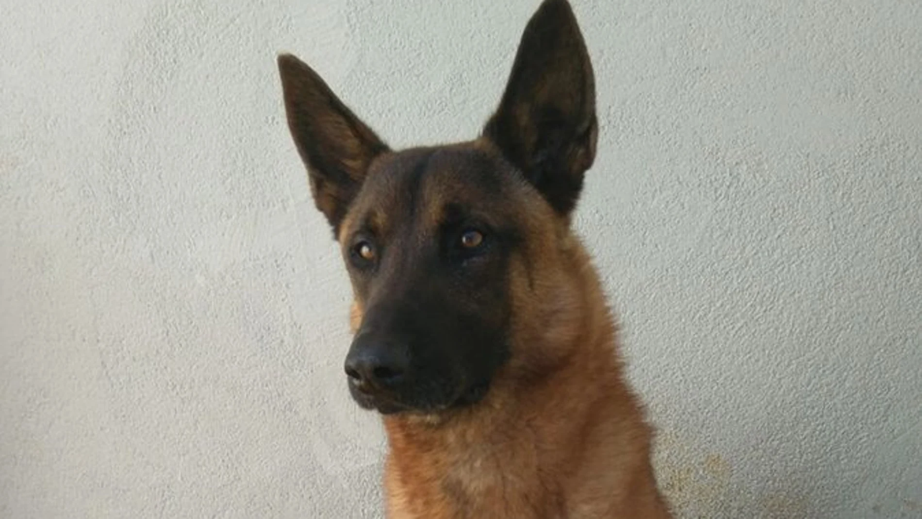 Django, el perro policía que ha encontrado la cocaína Django, el perro policía que ha encontrado la cocaína