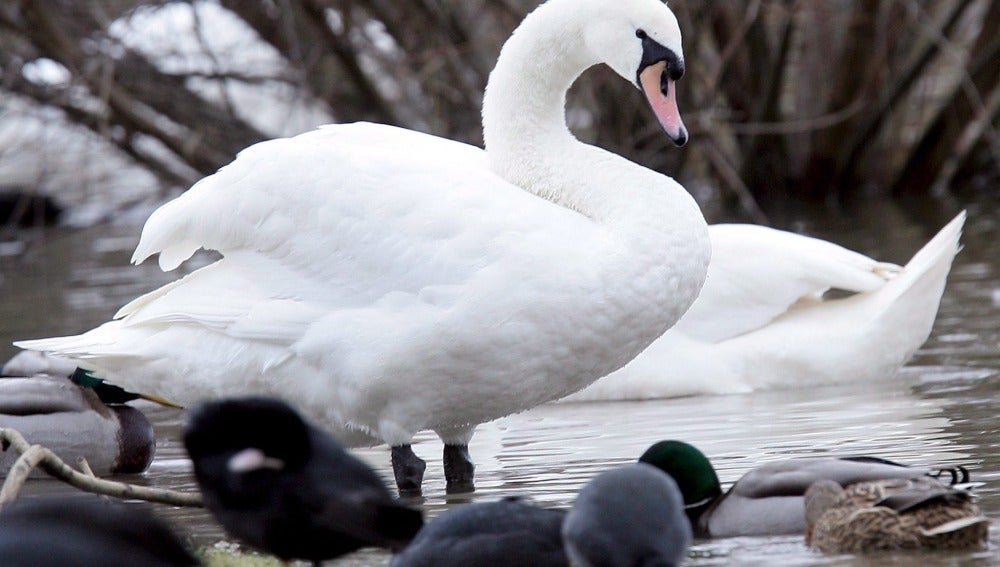 Un cisne y varios patos en el río Moselle, cerca de Thionville, en el este de Francia