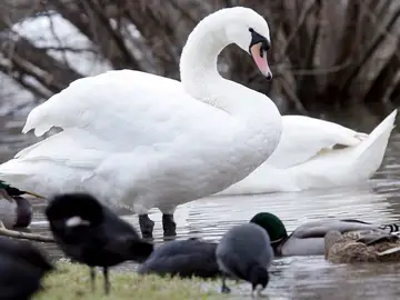 Un cisne y varios patos en el río Moselle, cerca de Thionville, en el este de Francia Un cisne y varios patos en el río Moselle, cerca de Thionville, en el este de Francia