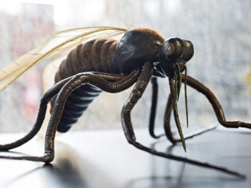 Reproducción de una especie de mosquito 'Culicidae'