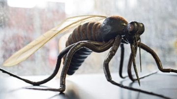 Reproducción de una especie de mosquito 'Culicidae'
