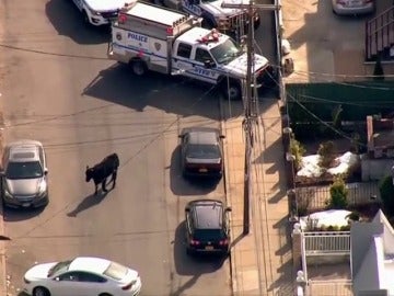 Frame 32.895975 de: Un toro se escapa del matadero y "torea" a numerosos agentes por un barrio neoyorquino 