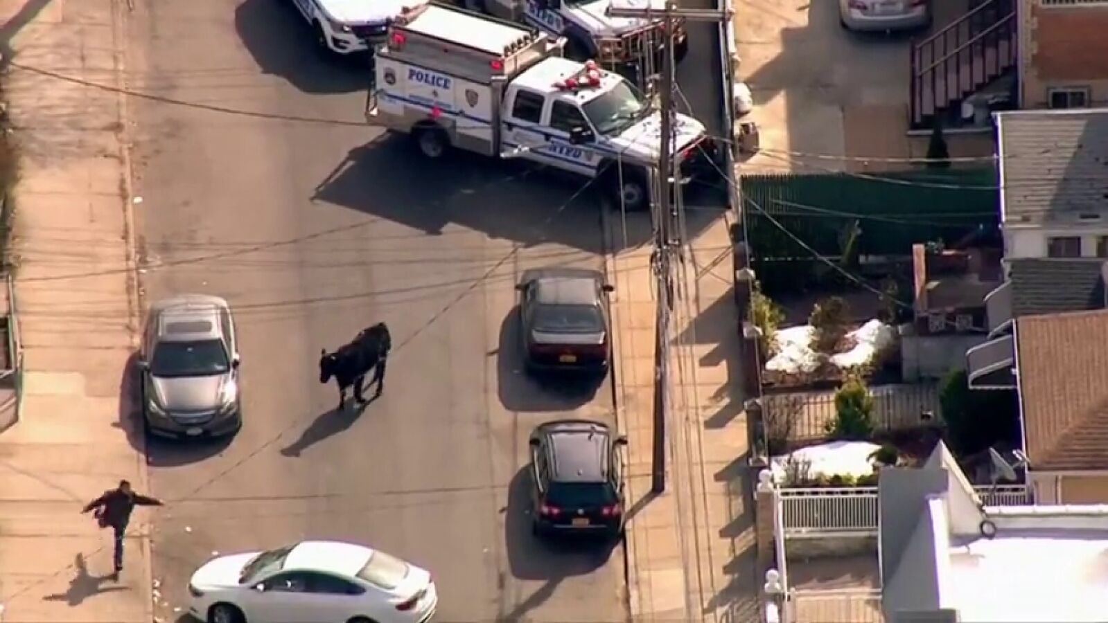 Un toro 'torea' a numerosos policías de Nueva York tras escaparse del matadero