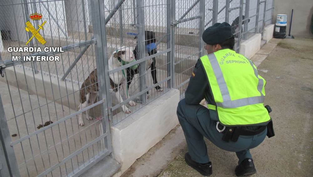 Muere un hombre en Alicante tras ser atacado por cinco perros de raza peligrosa