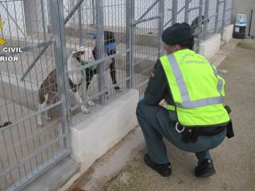 Muere un hombre en Alicante tras ser atacado por cinco perros de raza peligrosa