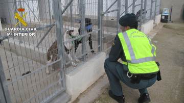 Muere un hombre en Alicante tras ser atacado por cinco perros de raza peligrosa