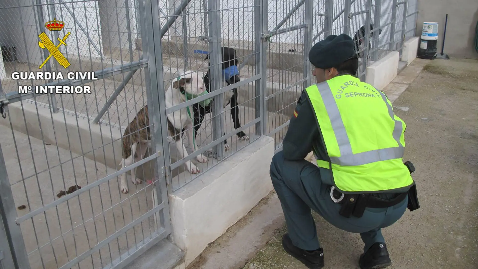 Muere un hombre en Alicante tras ser atacado por cinco perros de raza peligrosa Muere un hombre en Alicante tras ser atacado por cinco perros de raza peligrosa