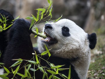 La panda gigante 'Bao Bao'