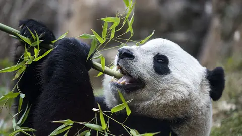La panda gigante 'Bao Bao' La panda gigante 'Bao Bao'