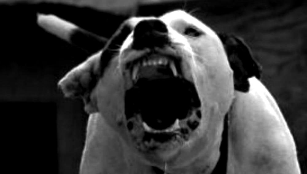 Pitbull