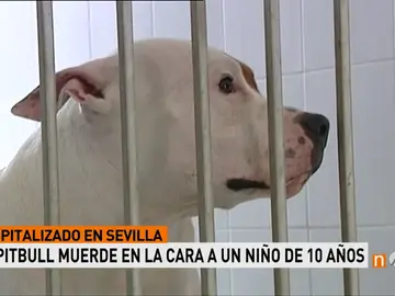 Frame 8.647299 de: perro Frame 8.647299 de: perro