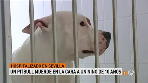 Frame 8.647299 de: perro Frame 8.647299 de: perro