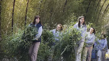 27 kilos de bambú para 'Bao Bao' 27 kilos de bambú para 'Bao Bao'