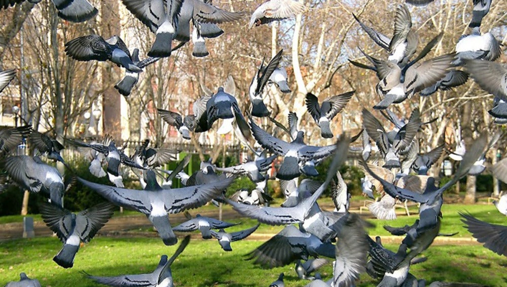 Palomas