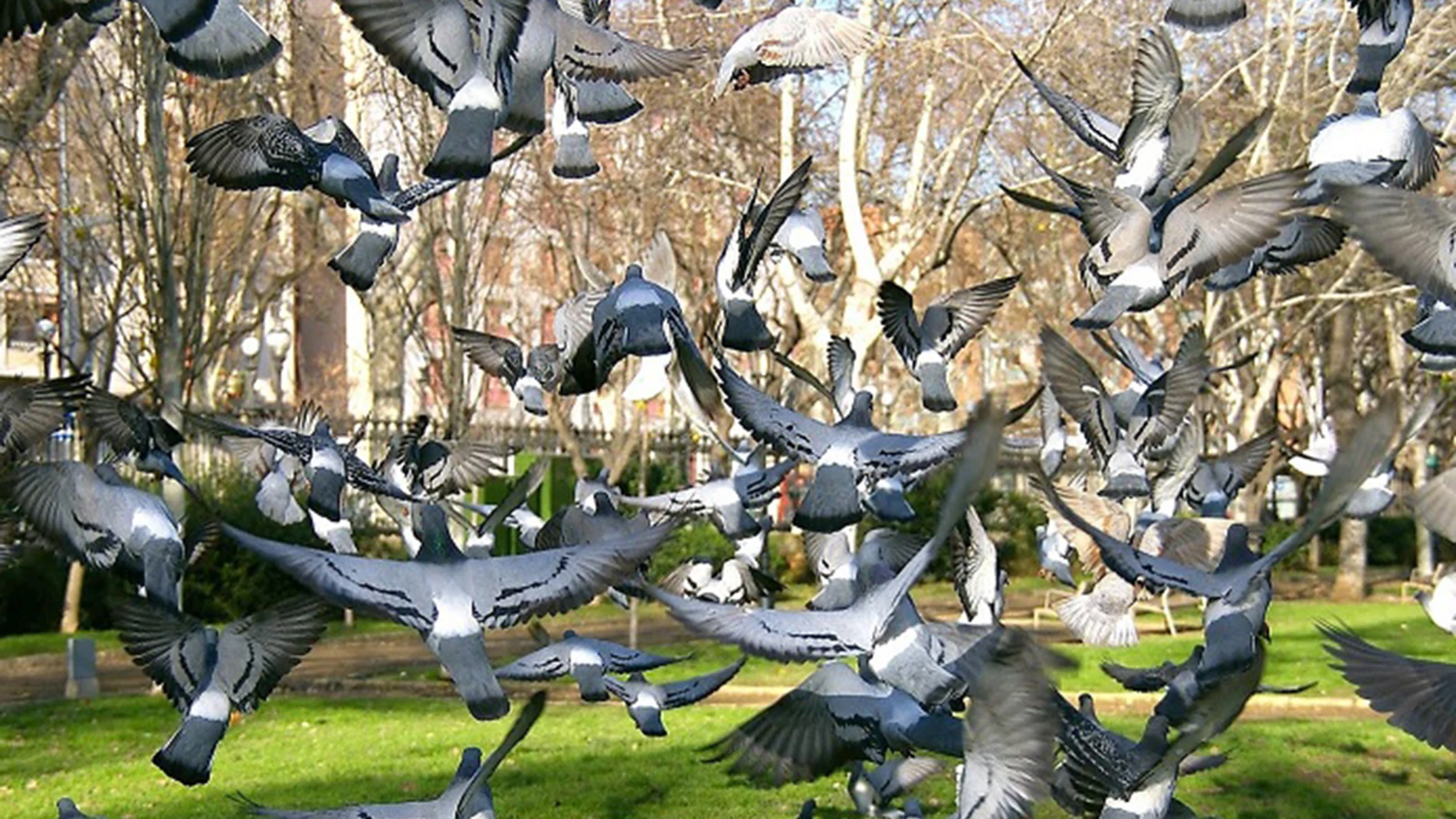 Palomas Palomas