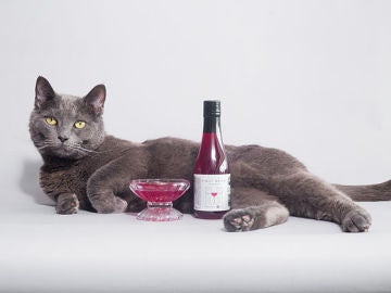 El gato, encantado con su vino