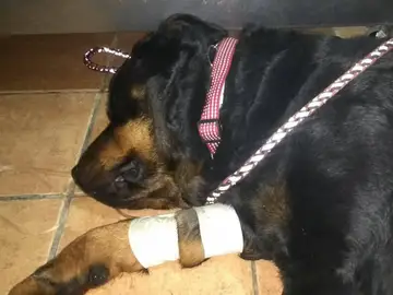 Perro envenenado en Alicante Perro envenenado en Alicante