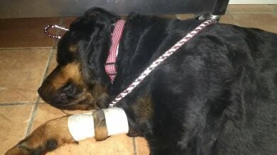 La Guardia Civil pide ayuda para encontrar a la persona que está envenenando comida y dándosela a los perros
