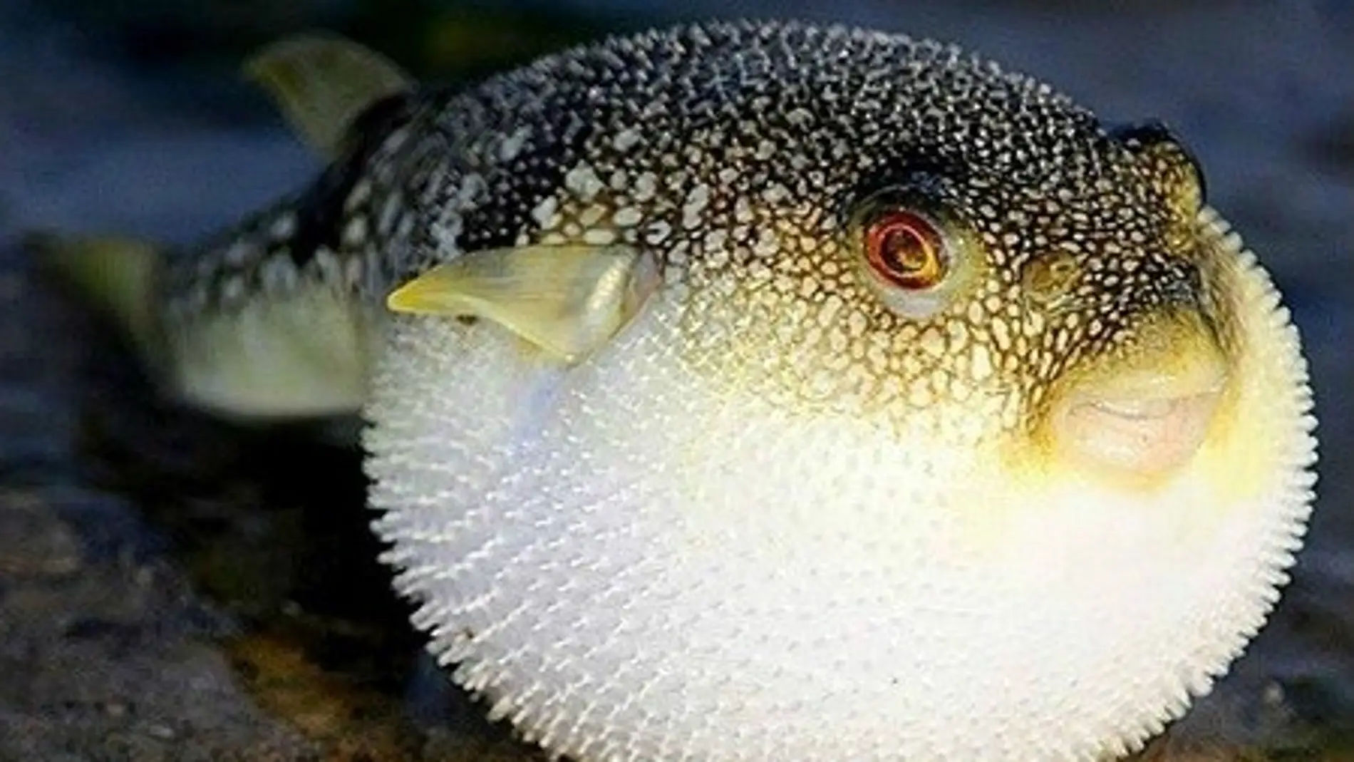 El fugu.