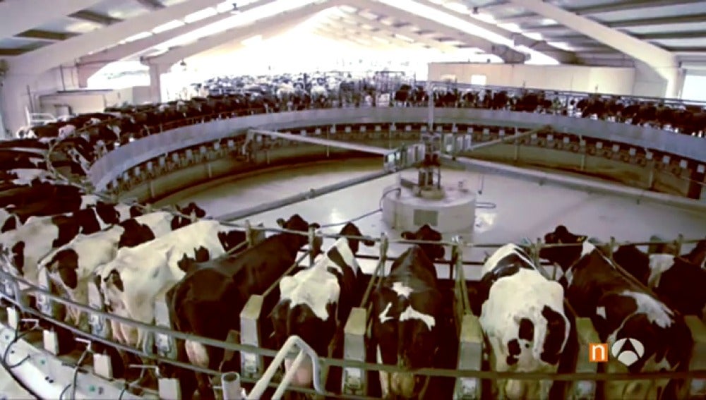 Vacas en una granja